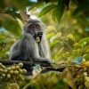 Makak javsky - Macaca fascicularis - Long-tailed Macaque o3610